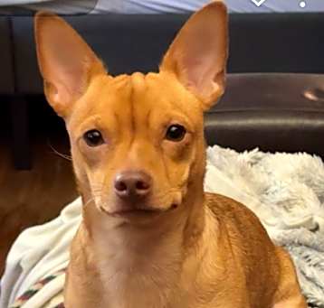 Photo of Bailey