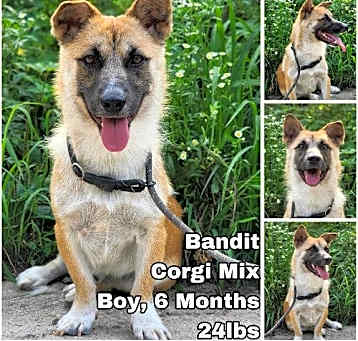 Photo of Bandit from Korea
