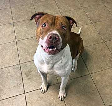 Photo of Bluey