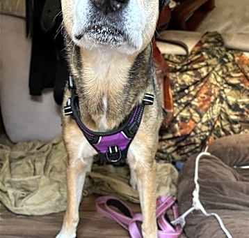 Photo of Stella
