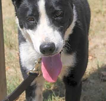 Photo of Dexter