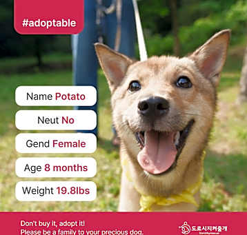 Photo of Potato (D)