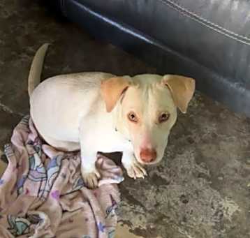 Photo of Koa