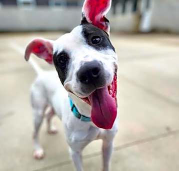 Photo of Bandit