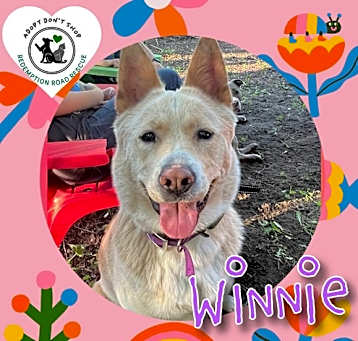 Photo of Winnie *FOSTER HOME NEEDED*