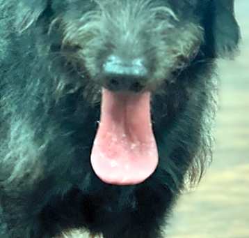 Photo of DANDY