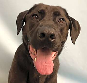 Photo of Koda