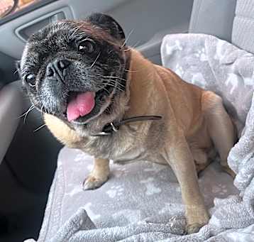Photo of Pepper