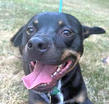 Photo of Bingo - FREE TO ADOPT!