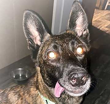 Photo of Asha - Located in Florida