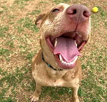 Photo of Gypsy aka Mocha