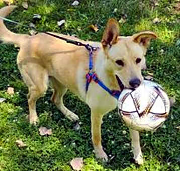 Photo of Stella