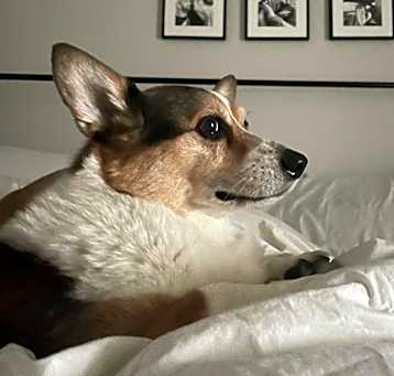 Photo of Teddei