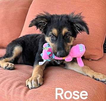 Photo of Rose