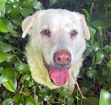 Photo of Snowbee