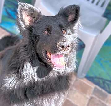 Photo of Teddy Bear