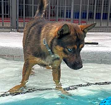 Photo of Brownie