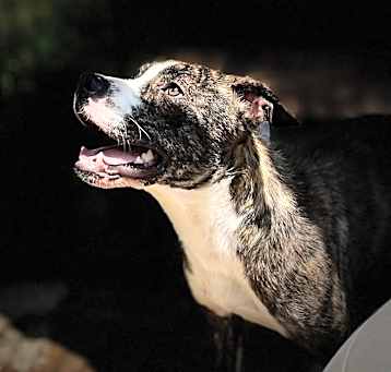 Photo of Cooper