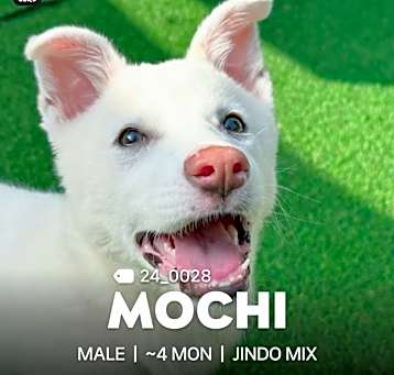 Photo of Mocchi
