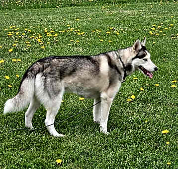 Photo of Skyler