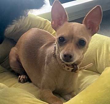 Photo of Susie-Q