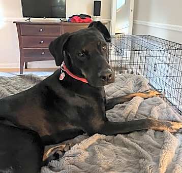 Photo of Falcon (TX)