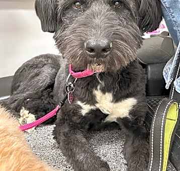 Photo of Anya (TX)