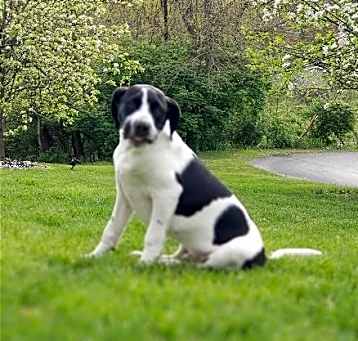 Photo of Panda (AL)