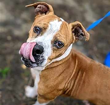 Photo of Spanky (SC)