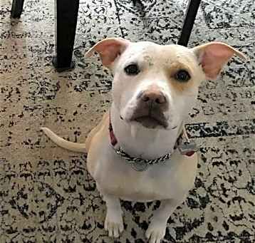 Photo of Lulu (TX)