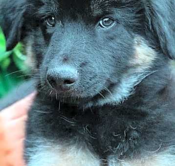 Photo of Amazing Little Bo