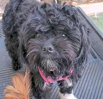 Photo of Adorable Petunia Lap puppy
