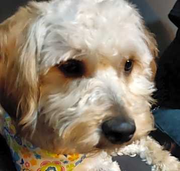 Photo of Charlie