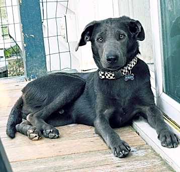 Photo of Grixly