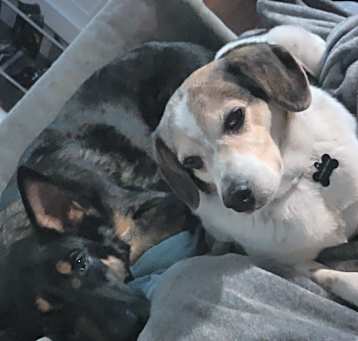 Photo of Jax and Rubin