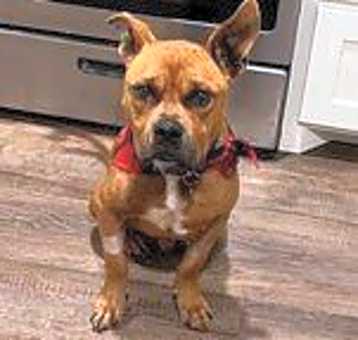 Photo of Bruiser