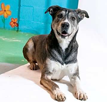 Photo of Charms ***RESCUE CENTER***