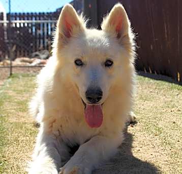 Photo of Rocky Bonded with Snowy