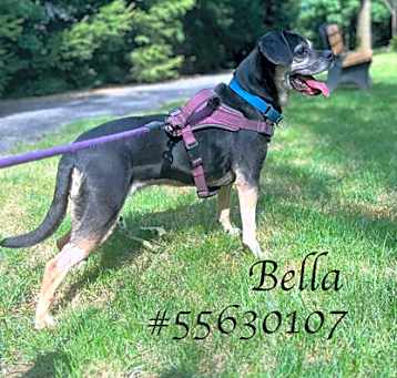 Photo of Bella