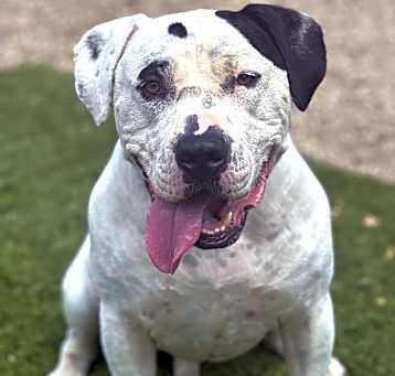 Photo of Chip