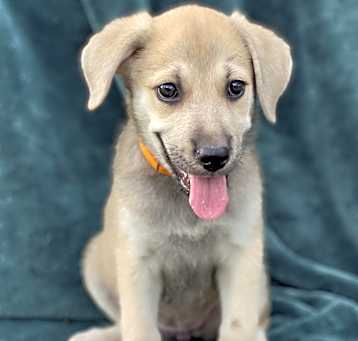 Photo of Maple