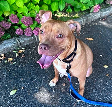 Photo of Annie