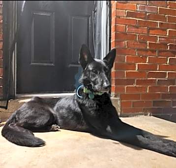 Photo of Bella
