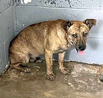 Photo of BUTCH
