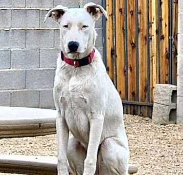 Photo of Goose