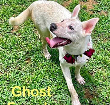 Photo of Ghost