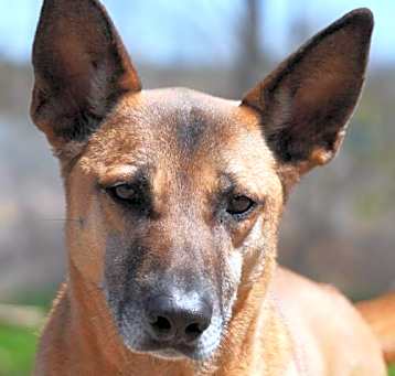 Photo of Boon