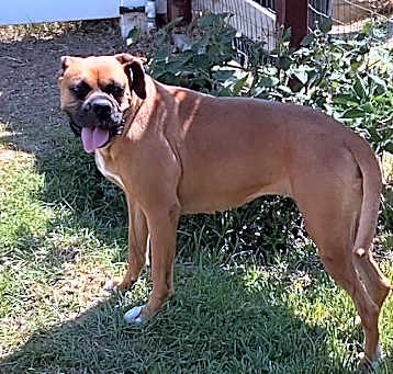 Photo of Roxie