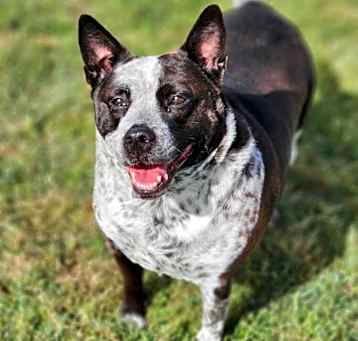 Photo of Anka