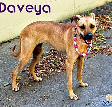 Photo of Daveya